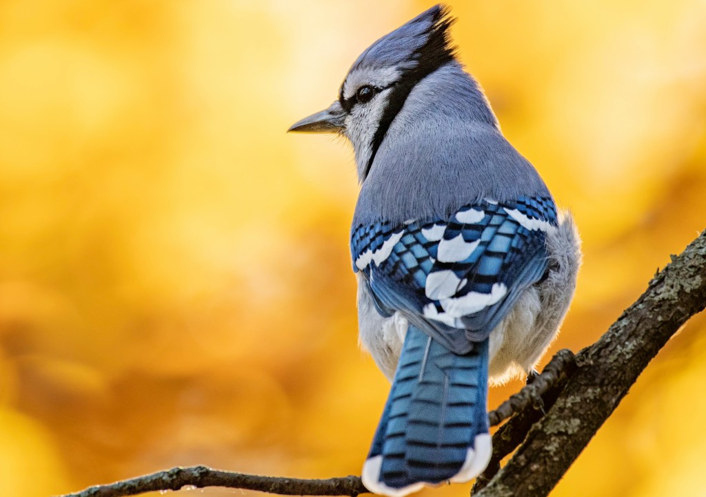 Birdability Brings Belonging